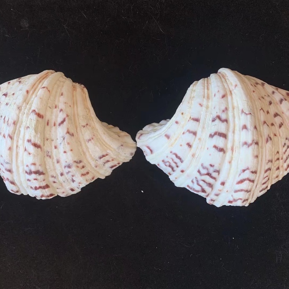 A pair of big Shells,with a flaw, please look at the picture.